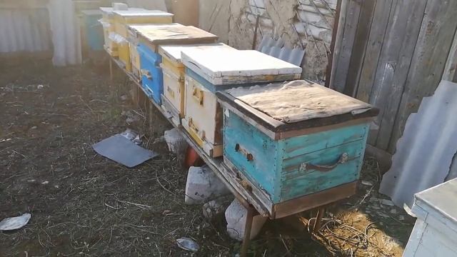 31.03.2019 г. ВЕСЕННЕЙ ОБОГРЕВ ПЧЁЛ, КАК СТИМУЛЯЦИЯ ВЕСЕННЕГО БЫСТРОГО РАЗВИТИЯ ПЧЕЛОСЕМЕЙ смотреть онлайн