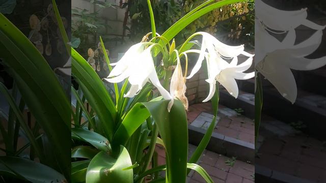 Crinum powellii Album blooms in pot. Кринум Пауэла белый цветёт в горшке. смотреть онлайн