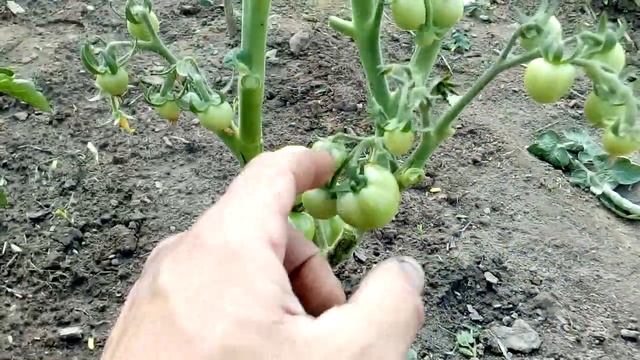 Самый ДЕШЕВЫЙ способ выращивание ТОМАТОВ смотреть онлайн