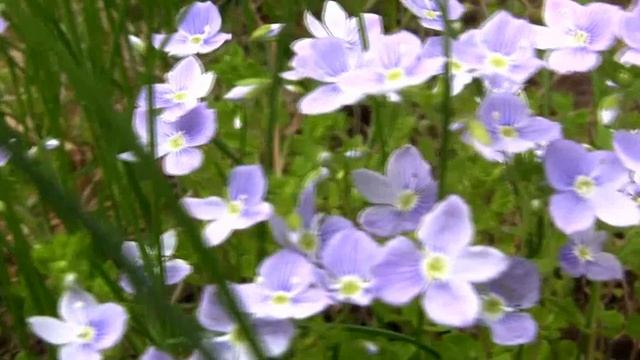 Цветы небесной красоты.  Вероника.  Дачные картинки 2022.