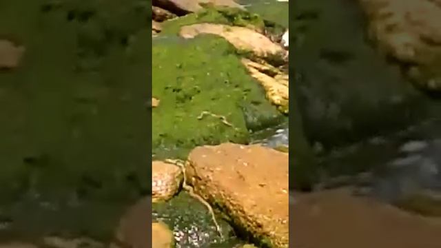 Змеи в Каспийском море смотреть онлайн