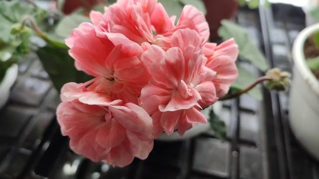 Пеларгония Pelargongaragets Hanna Novis