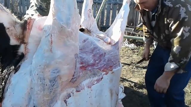 РАЗДЕЛКА БЫКА//ВЫХОД МЯСА