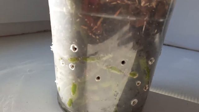 #Уход за орхидеями,во время появления цветоносов# смотреть онлайн