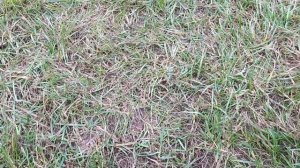 Прокол газона-аэрация. Инструмент созданный  своими руками.