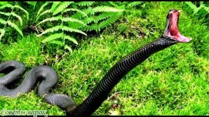 Как обезопасить себя от змей➤ Защититься от змей➤ Что делать, если вы встретили змею?