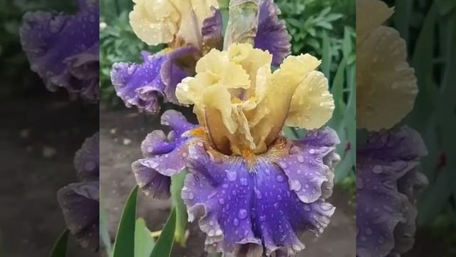 Высокий бородатый ирис сорта First Avenue смотреть онлайн