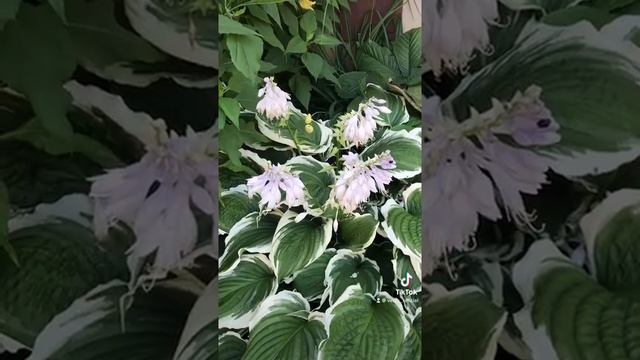 Цветы возле подъездов смотреть онлайн