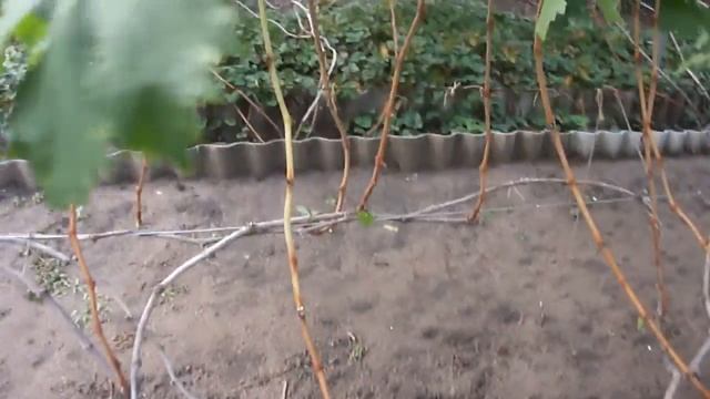 Обзор созревания побегов на плодоносящем винограднике смотреть онлайн