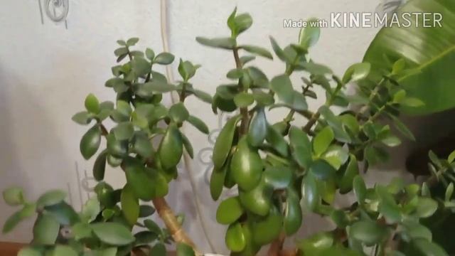 Подарок от нашей зрительницы,?получили в подарок фикус,красуллу,денежное дерево,сингониум смотреть онлайн