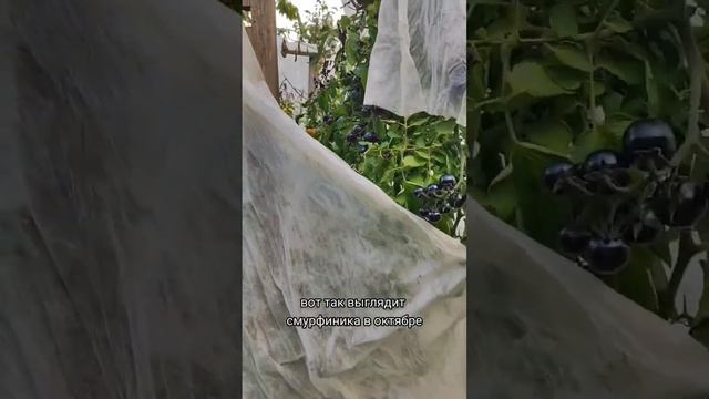 Лучшие Фиолетовые Помидоры смотреть онлайн