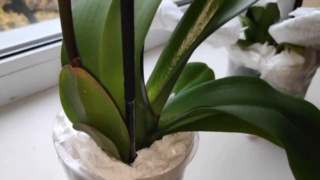 ?КАК Я УПАКОВУЮ ОРХИДЕИ ДЛЯ ПЕРЕСЫЛКИ?