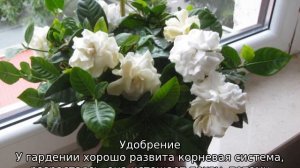 Гардения жасминовидная: уход в домашних условиях