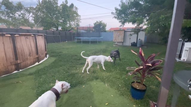 Females dogo argentino sisters & Weimaraner testing each other смотреть онлайн