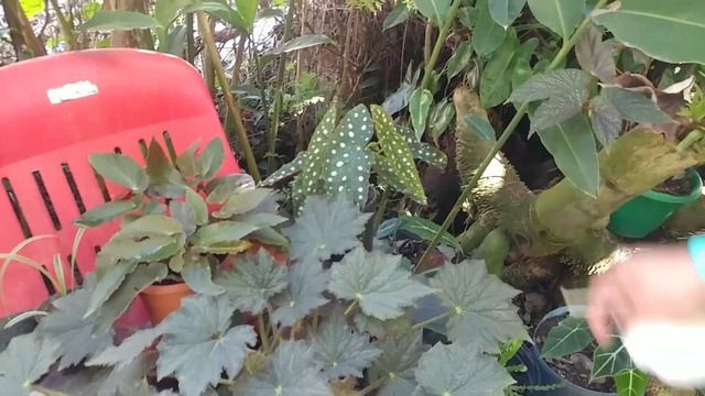 💚Me Mostró su colección privada de Aglaonemas / Día de vivero #vidaplantas #jardinería