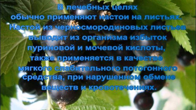 Чай из листьев черной смородины -кладезь витаминов,особенно витамина С. смотреть онлайн