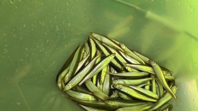 Рыбалка на корюшку, р. "Речица" , Шкотовский р-н, Приморский край. смотреть онлайн