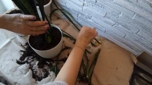 САНСЕВИЕРИЯ. (ЩУЧИЙ ХВОСТ ИЛИ ТЁЩИН ЯЗЫК) ПЕРЕСАДКА, РАЗМНОЖЕНИЕ И УХОД В ДОМАШНИХ УСЛОВИЯХ.