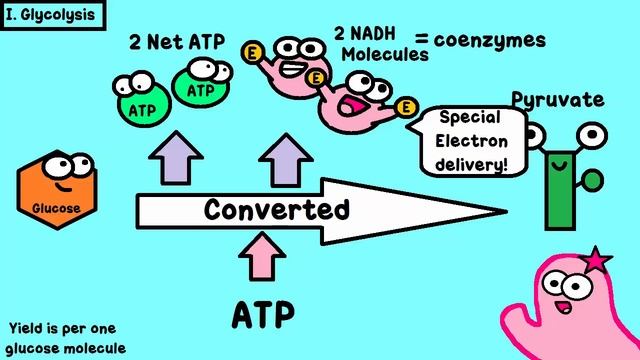 (OLD VIDEO) Cellular Respiration and the Mighty Mitochondria смотреть онлайн