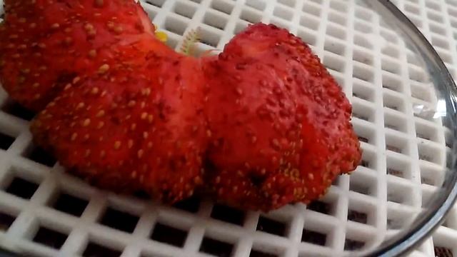 Клубника гриб смотреть онлайн