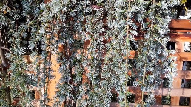 Weeping Blue Atlas Cedar / Cedrus atlantica 'Glauca Pendula' смотреть онлайн