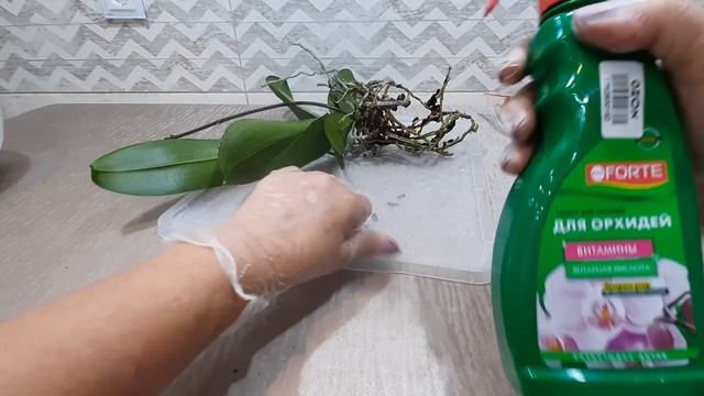 Пробная пересадка орхидеи Mariola с использованием кокосового волокна и тоника от Bona Forte. смотреть онлайн
