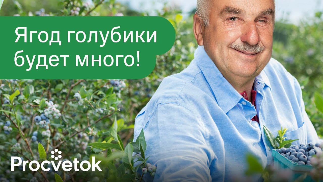 ВЫРАСТИТЬ ГОЛУБИКУ ПРОЩЕ, ЧЕМ СМОРОДИНУ, если знать эти важные нюансы! смотреть онлайн