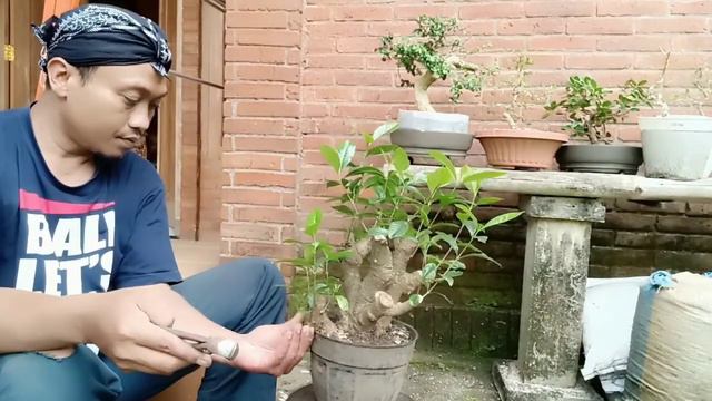 Bonsai Gardenia Jasminoides Eksotis II Review dan Pembersihan Ranting @jamzserbabi смотреть онлайн