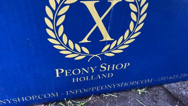 Itoh Peony Sonoma Yedo Пион ИТО гибрид Сонома Едо, один из самых красивых желтых ИТО гибридов смотреть онлайн