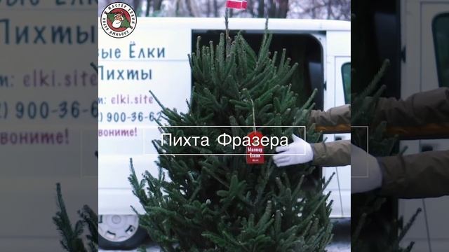 Новогодние живые елки и пихты у Мастер Ёлкина смотреть онлайн