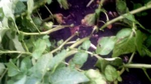 Использование гербицида Лазурит,СП  0-60дней