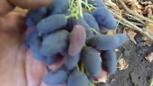 Сорт винограда Ашикани. смотреть онлайн
