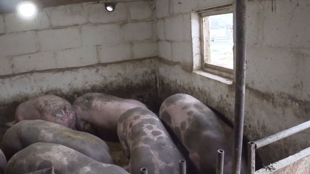 Бросил работу год назад .занялся свиньями. И живу припеваючи и в достатке.а как дострою сарай то .. смотреть онлайн