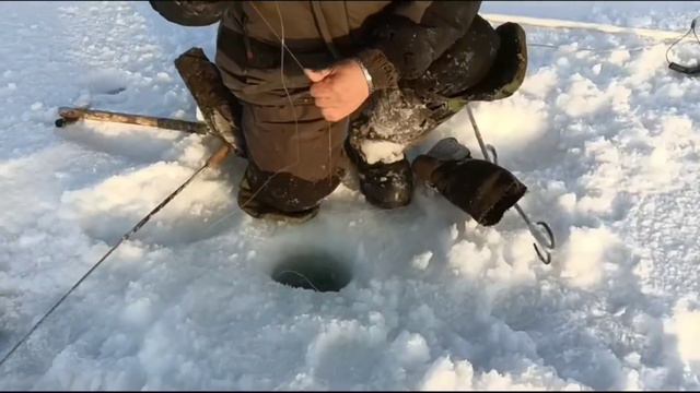 Супер улов в -48°,рыбалка на налима 10.01.24. смотреть онлайн
