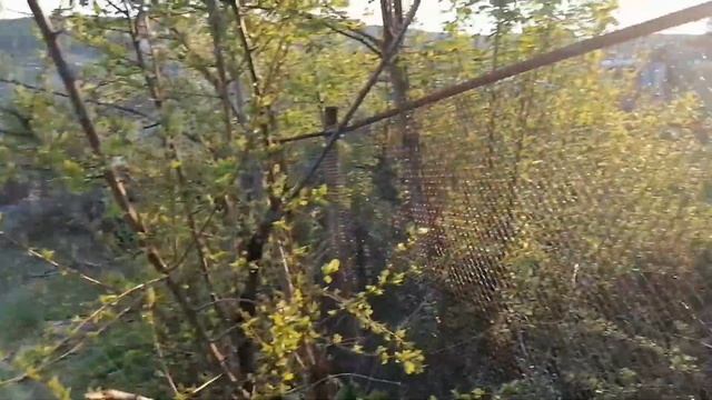 Новый забор из сетки рабица. Хотели поставить 2 метровый, но соседка против. смотреть онлайн