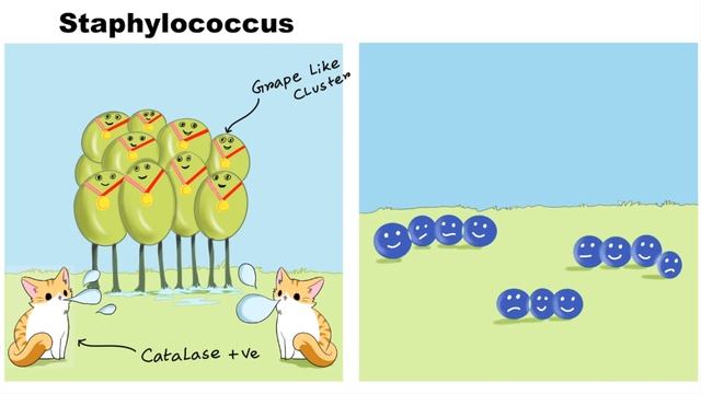 Staphylococcus vs Streptococcus (How to differentiate) смотреть онлайн