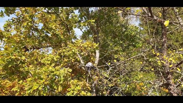 Лесные прогулки (Домашние макаки) смотреть онлайн