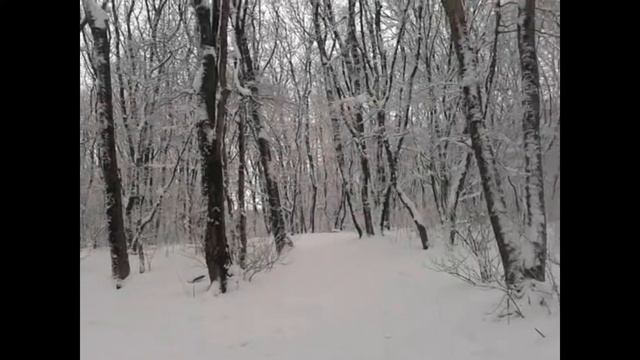 Крещенский лес. Зимняя прогулка смотреть онлайн