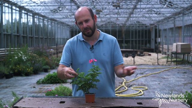 Madam Nonin Herb Plant - BuyPlants.co.uk