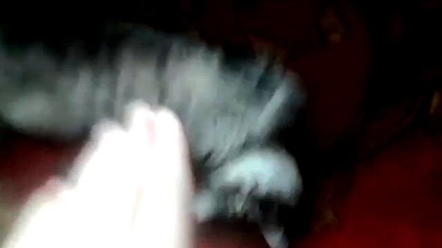 Моя кошечка лежит и ушами шевелит смотреть онлайн