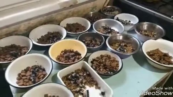 Питомник собак Golden Aniks ЦВЕРКПИНЧЕРЫ ШЕЛТИ# Кормление##