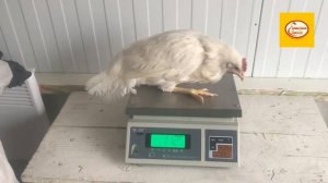 Подрощенные куры несушки, в возрасте от 115 дней.mp4