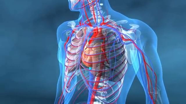 Au coeur des organes : Coeur et vaisseaux смотреть онлайн