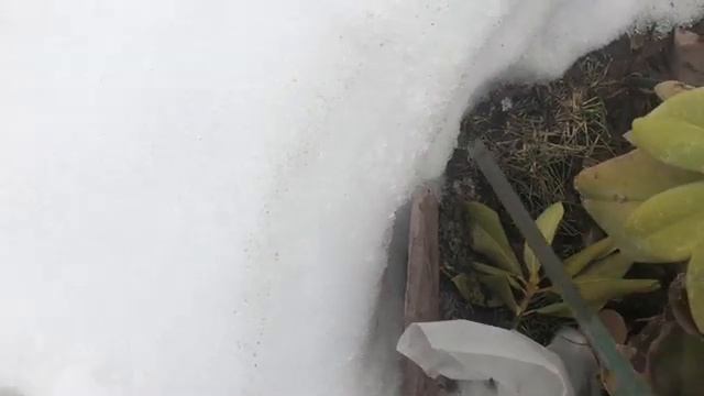 Когда снимать укрытие с Рододендрона ? Рододендрон после зимы . смотреть онлайн