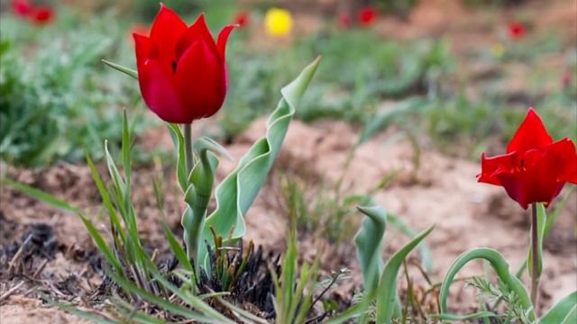 Лола гулининг фойдаси_ Lola Gulining Foydasi.