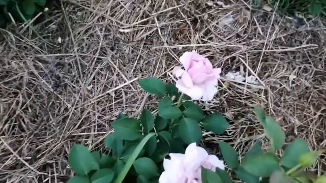 Розы от посылки до цветения. Все розы из питомника Фокино. смотреть онлайн