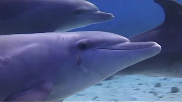 Delfíny /Dolphins/