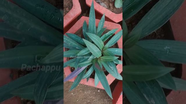 Rhoeo Plant #PachappuGarden смотреть онлайн
