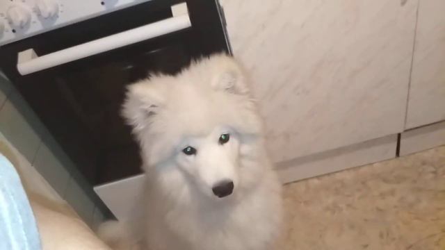 Самоед с котом просят еды :) смотреть онлайн