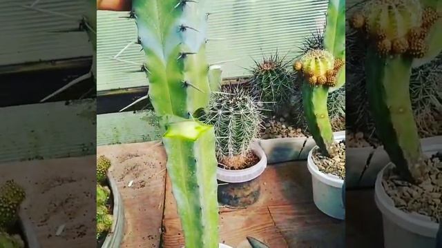 Кактусы, размножение черенками . смотреть онлайн